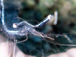 Shrimp taken at Maraana site, Nuweiba with E300. by Nikki Van Veelen 